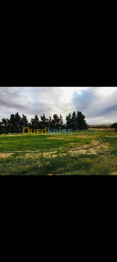 Vente Terrain Djelfa Djelfa