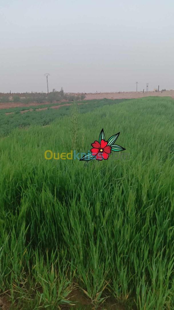 Vente Terrain Agricole Touggourt Touggourt