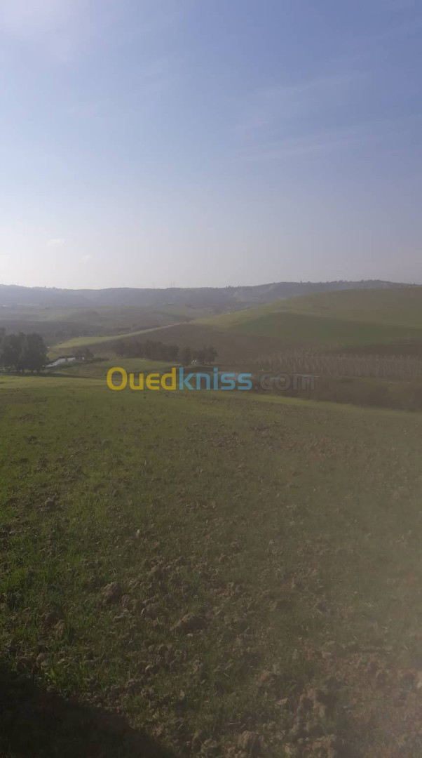 Vente Terrain Blida Ain romana