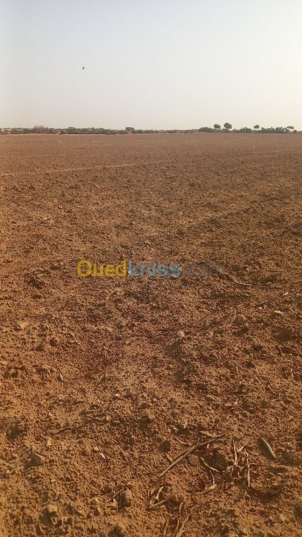 Vente Terrain Agricole Djelfa Guernini