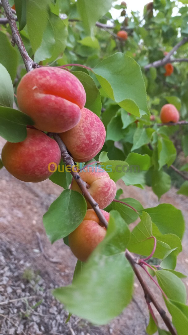 Vente Terrain Agricole Djelfa Ain oussara