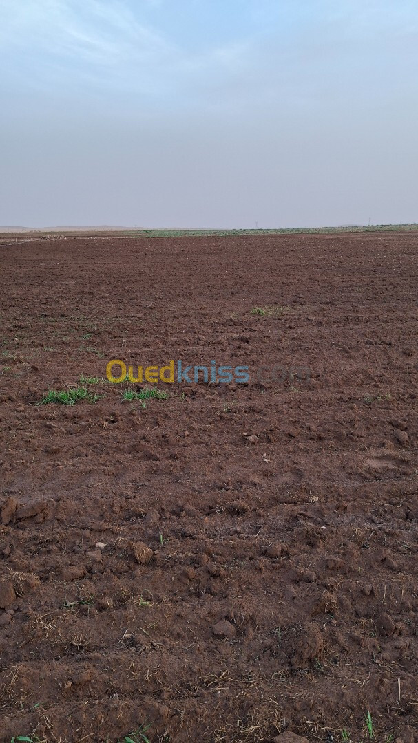 Vente Terrain Djelfa Ain oussara