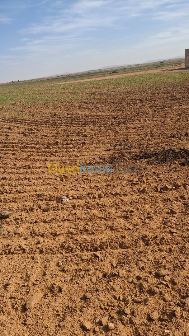 Vente Terrain Agricole Djelfa Ain oussara