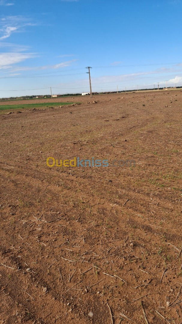 Vente Terrain Agricole Djelfa Benhar