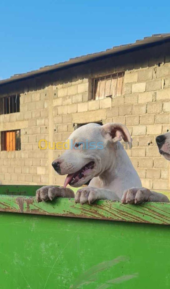 Couple dogue argentin 