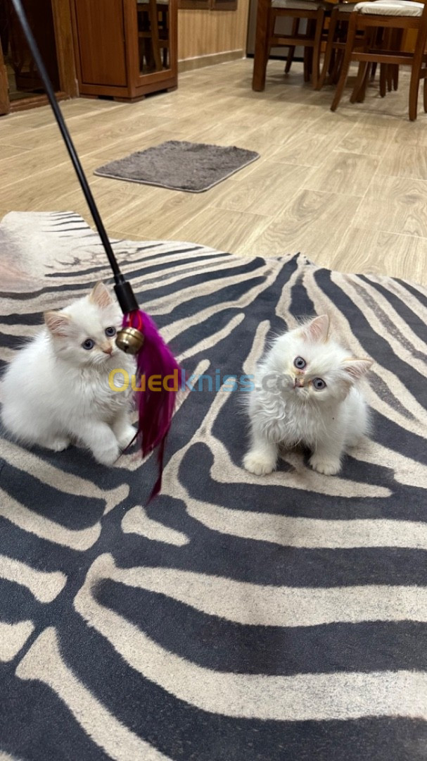 Deux chatons mal et femelle pure race ragdolls à vendre 