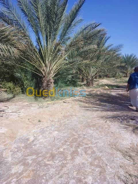 Vente Terrain Biskra Mekhadma