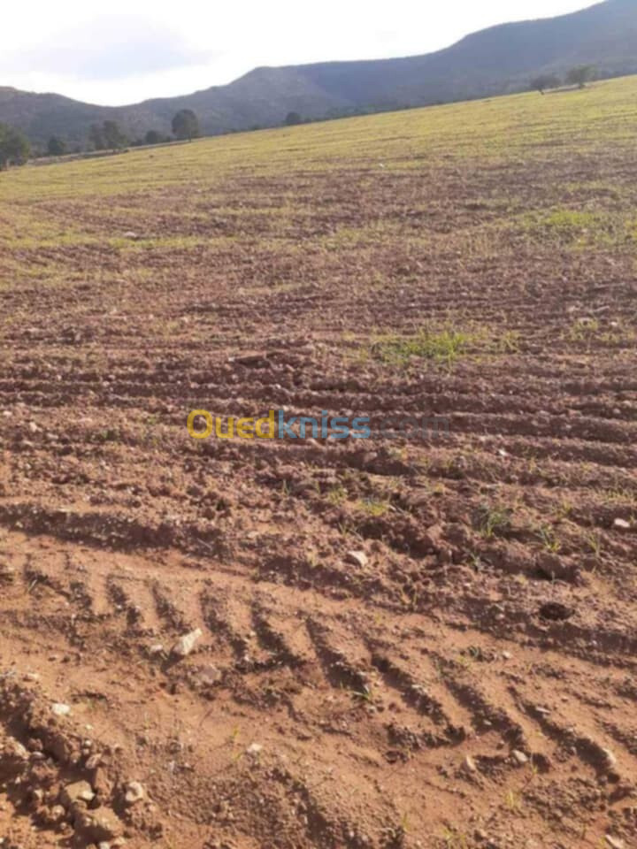 Vente Terrain Agricole Sidi Bel Abbès Tenira