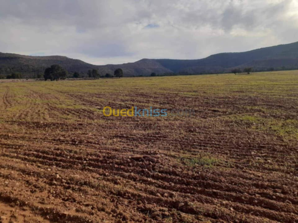 Vente Terrain Agricole Sidi Bel Abbès Tenira