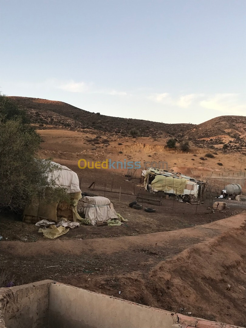 Vente Terrain Sidi Bel Abbès Ain el berd