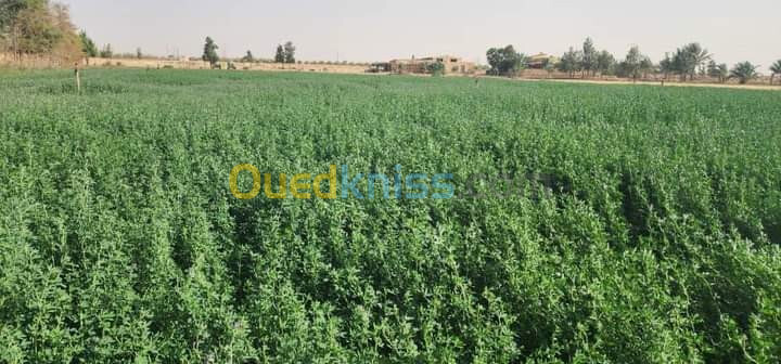 Vente Terrain Biskra Oumache