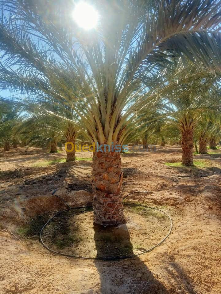 Vente Terrain Biskra Oumache