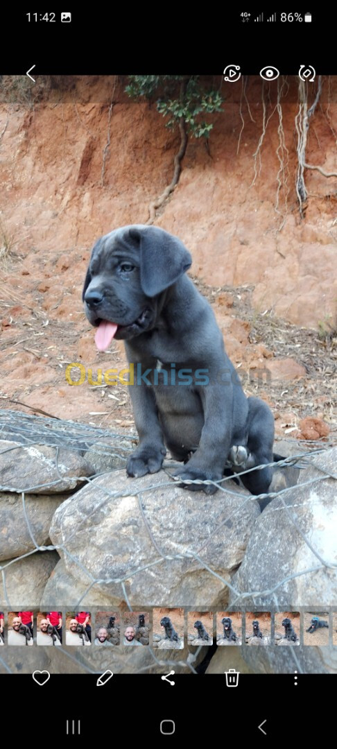 Cane corso mal gris yeux bleu 2 mois