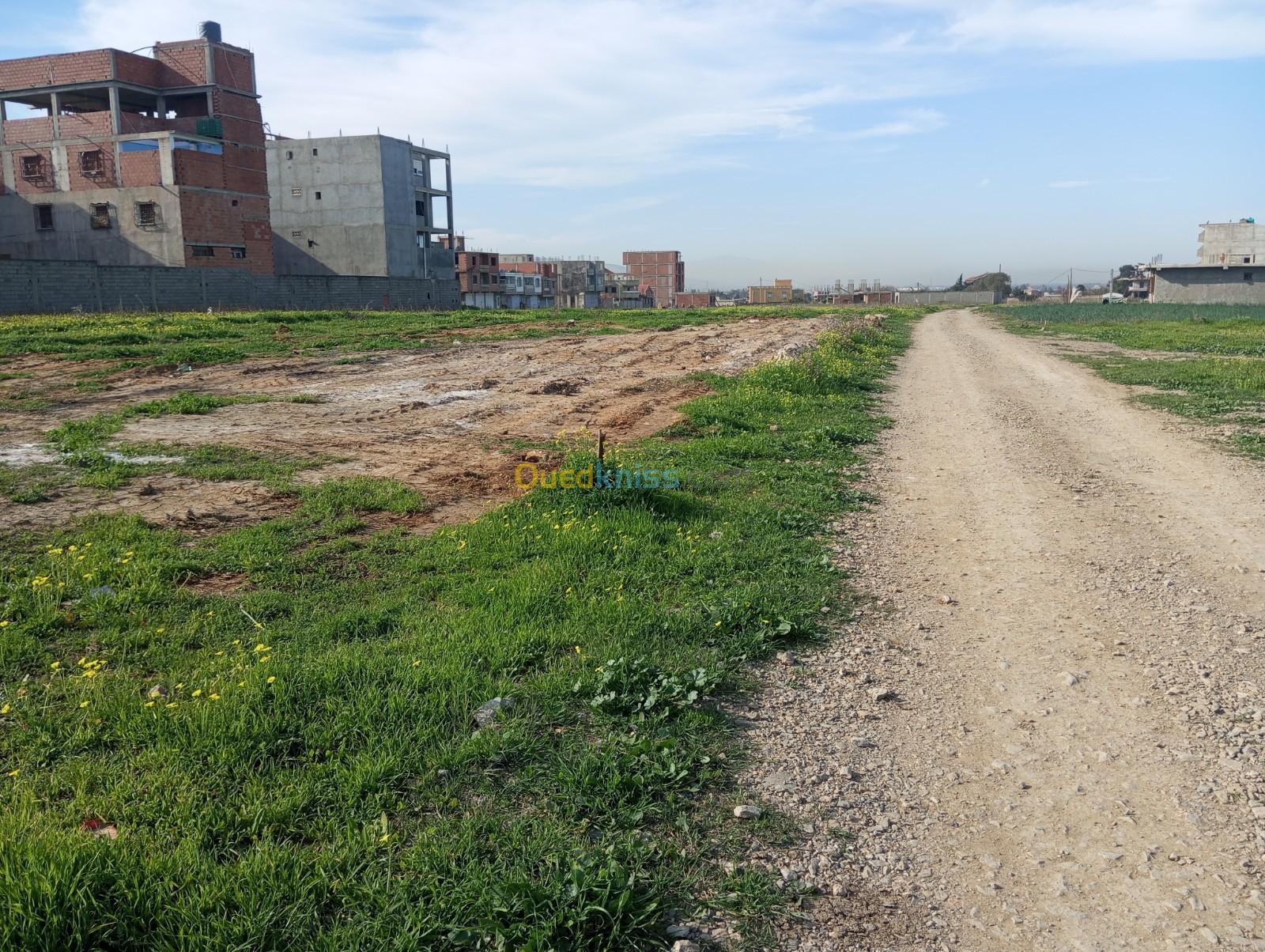 Vente Terrain Boumerdès Ouled moussa