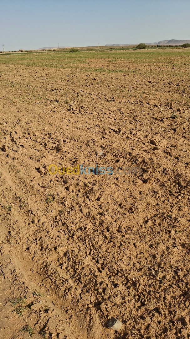 Vente Terrain Agricole Djelfa Ain oussara