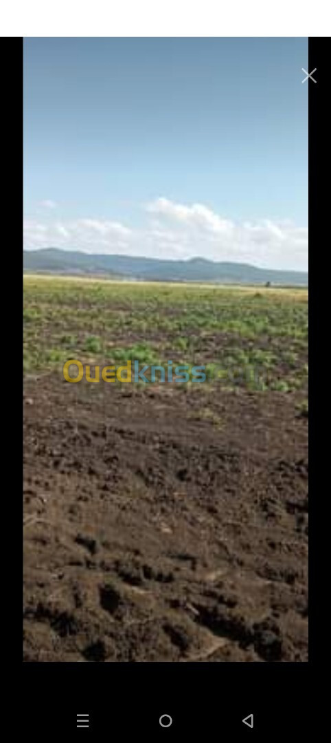 Vente Terrain Agricole Annaba Annaba