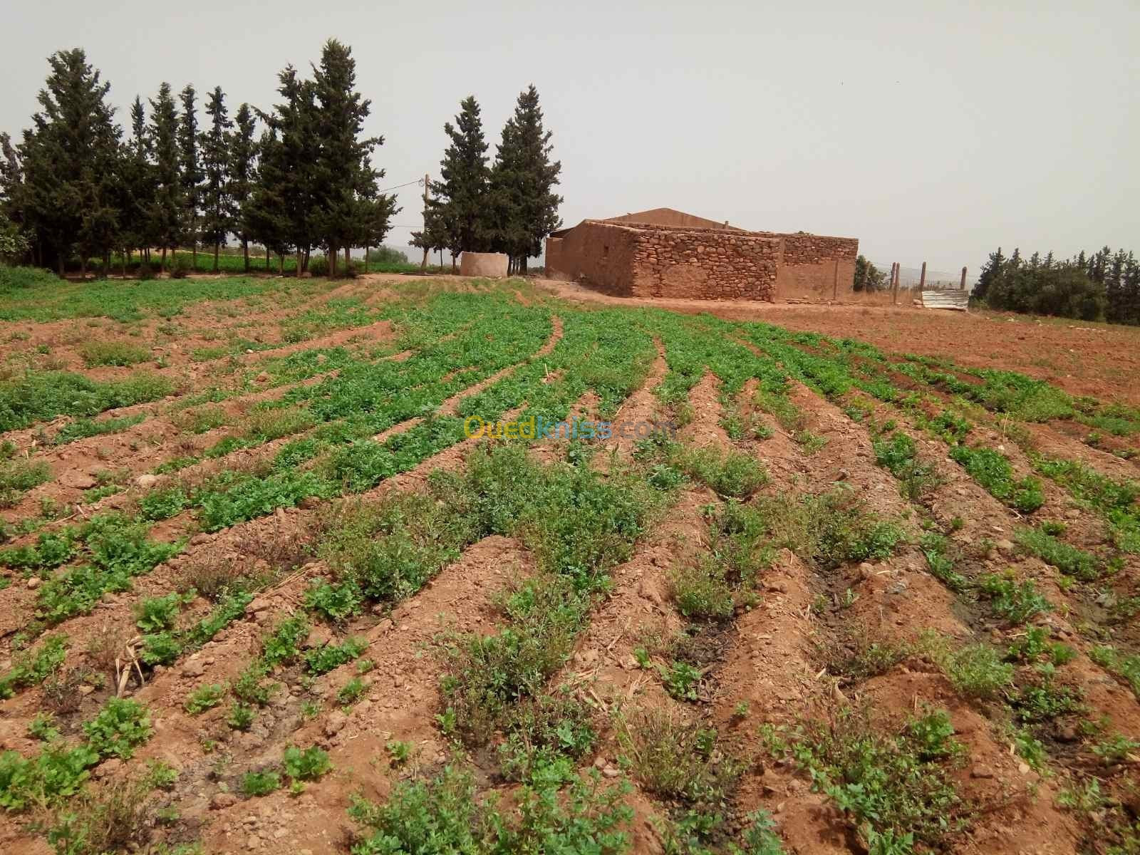 Vente Terrain Agricole Saïda Sidi amar