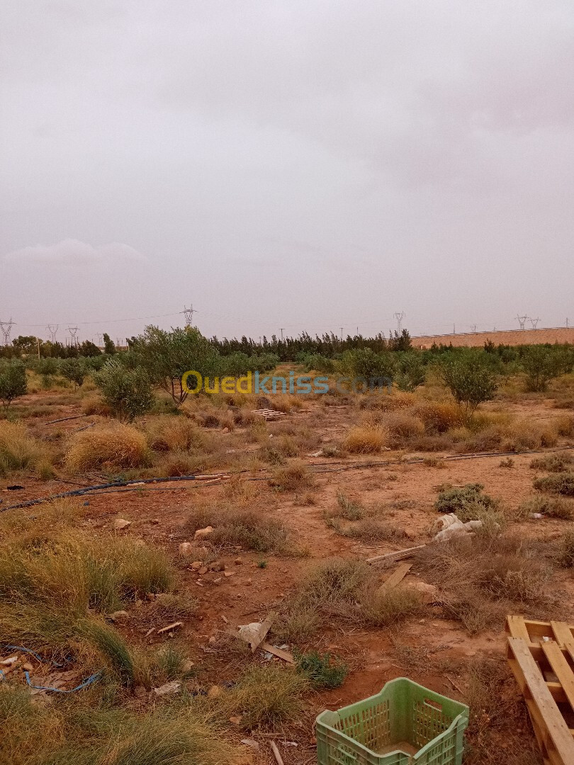 Vente Terrain Agricole Djelfa Ain oussara