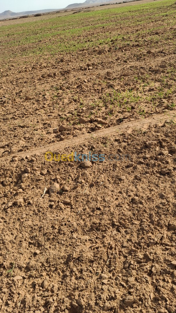 Vente Terrain Agricole Djelfa Ain oussara