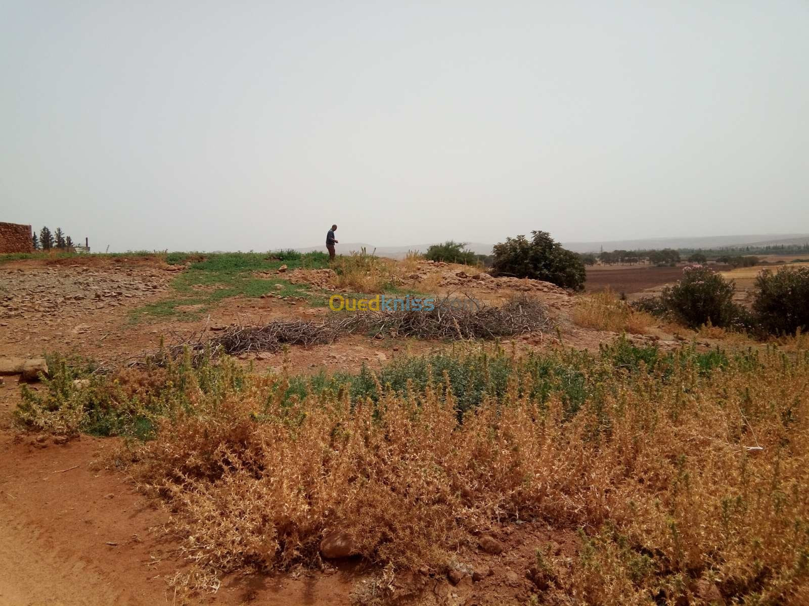 Vente Terrain Agricole Saïda Sidi amar