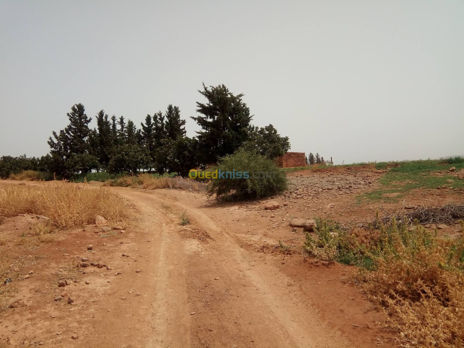 Vente Terrain Agricole Saïda Sidi amar