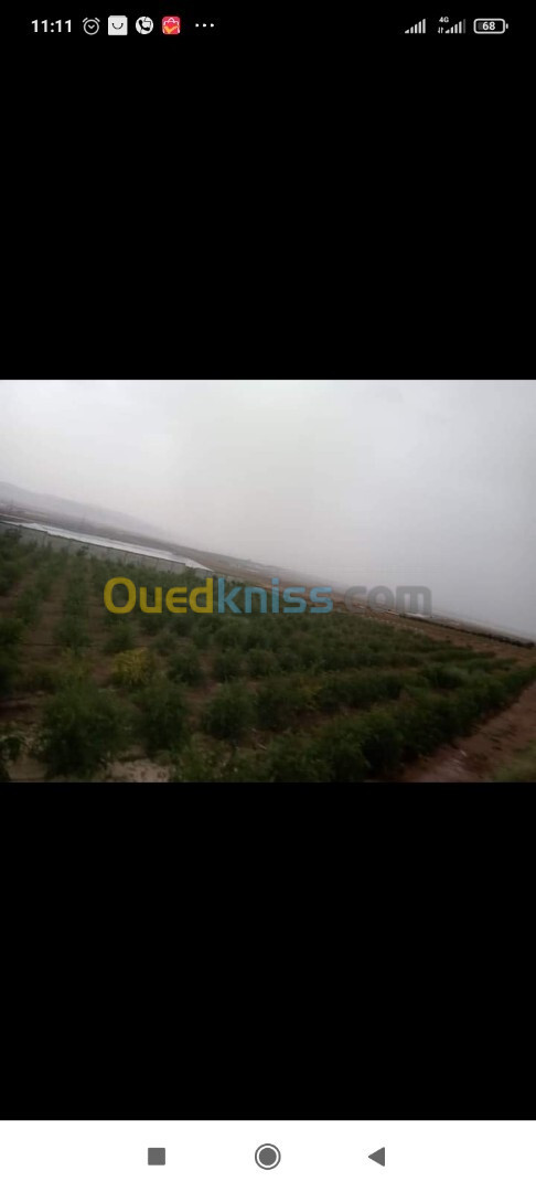 Vente Terrain Agricole Oran El Kerma