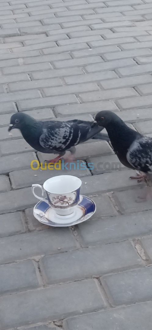 Tasse à thé et café soucoupe en porcelaine 