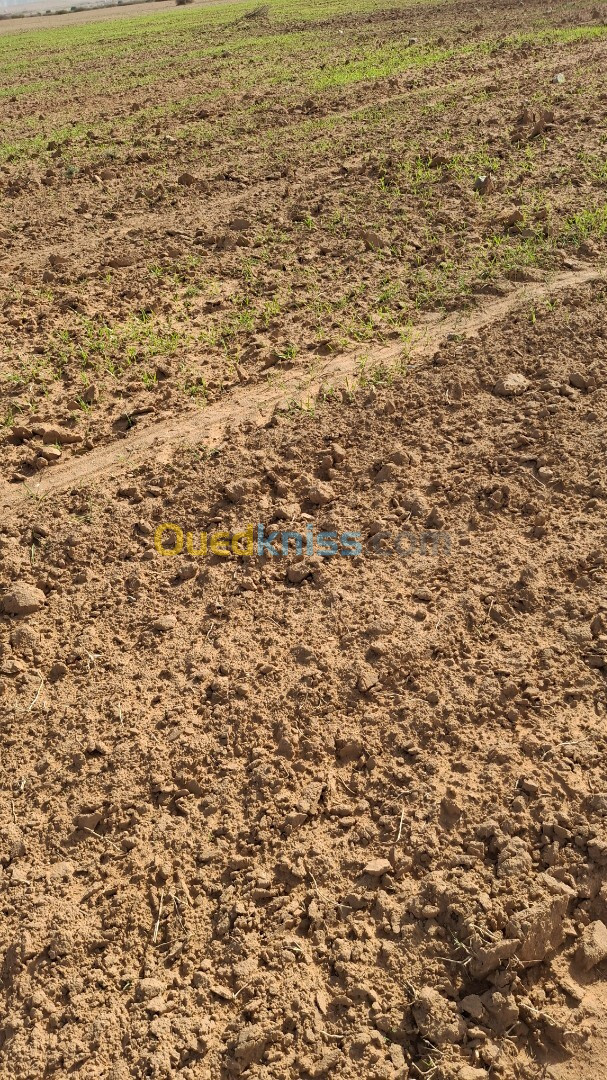 Vente Terrain Agricole Djelfa Ain oussara