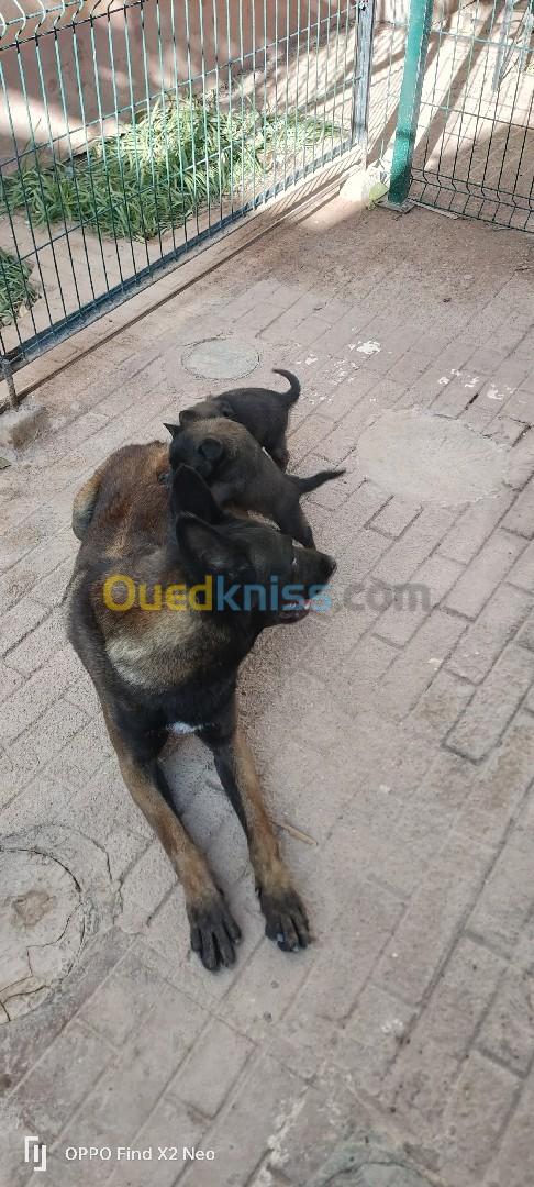 Deux chiots Malinois 