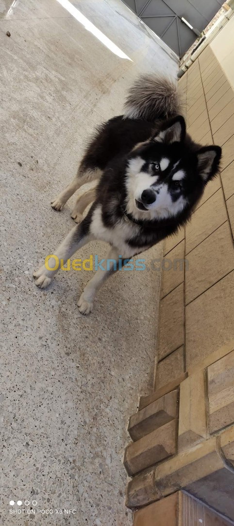 Husky sibérien 