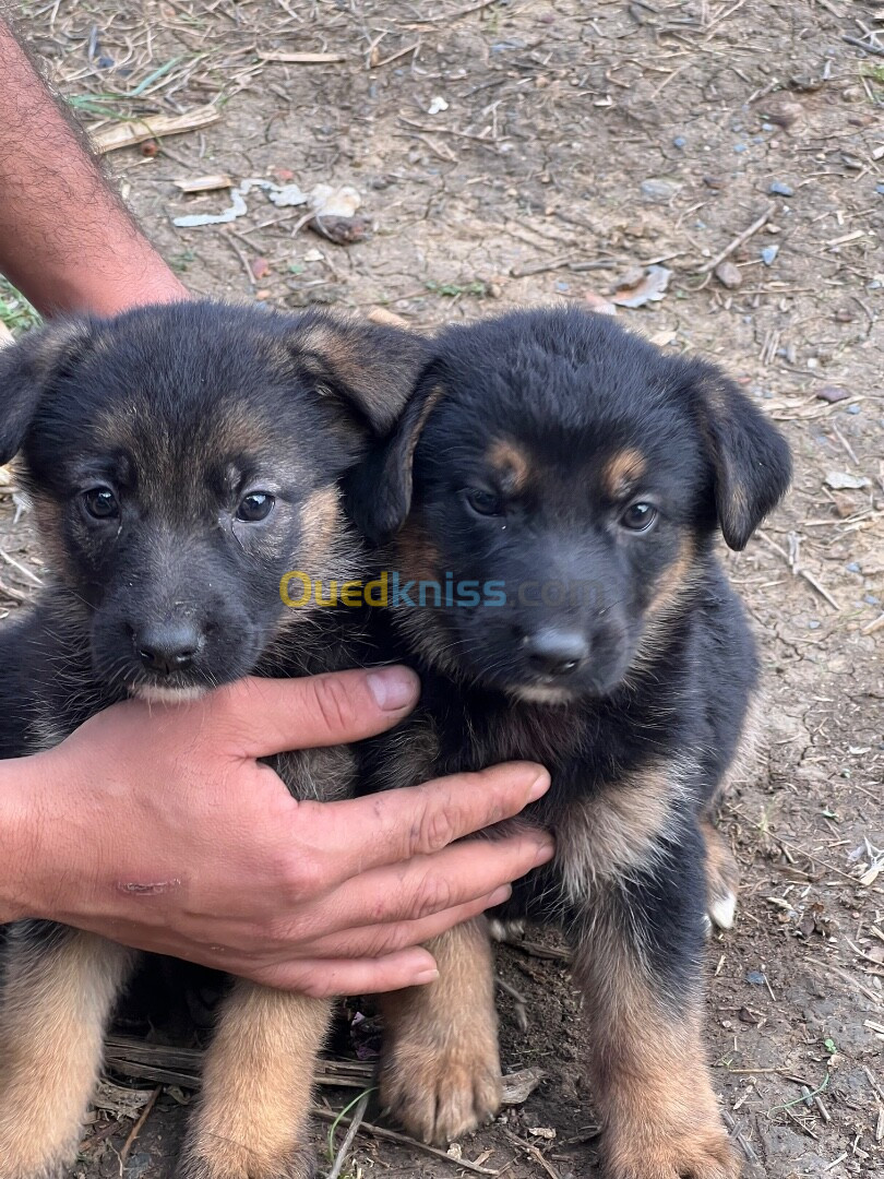 Chiots berger allemand 