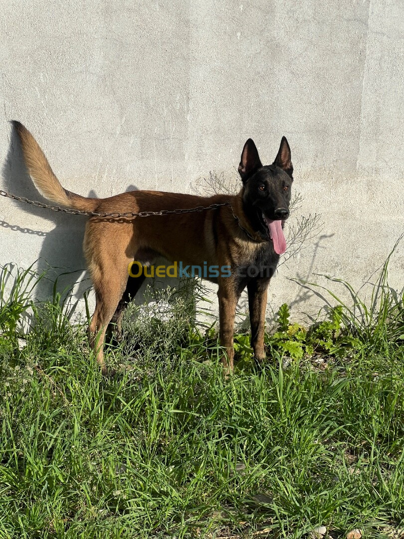 Malinois 