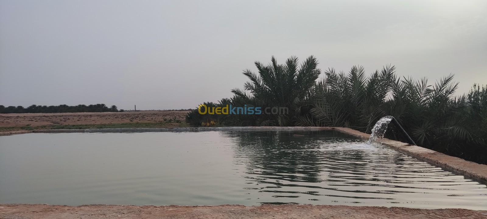 Vente Terrain Biskra Ourlala