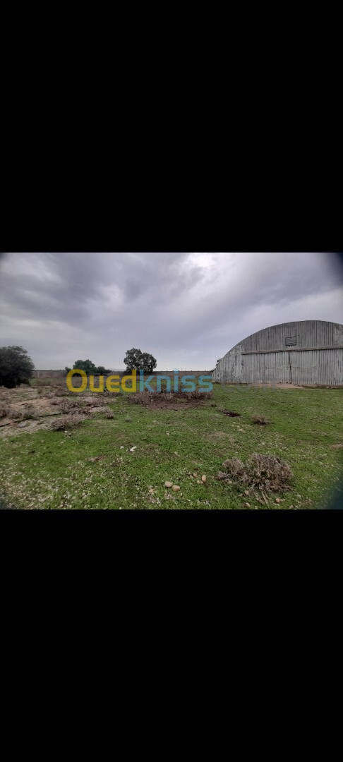 Location Hangar El Tarf Ben mehdi