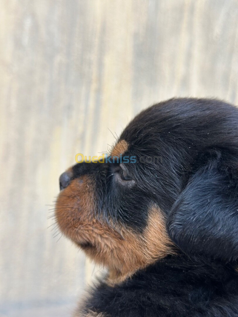 Rottweiler pur race Serbie 