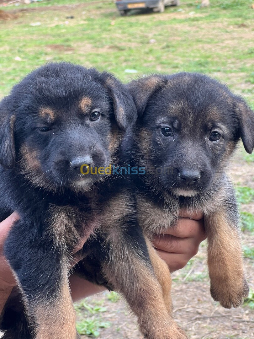 Chiots berger allemand 