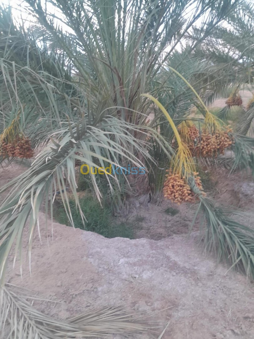 Vente Terrain Biskra Mekhadma