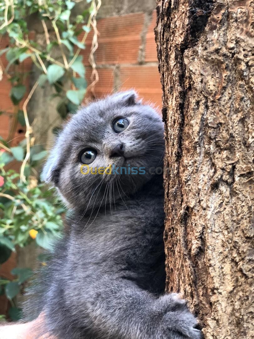 Chat scottish fold