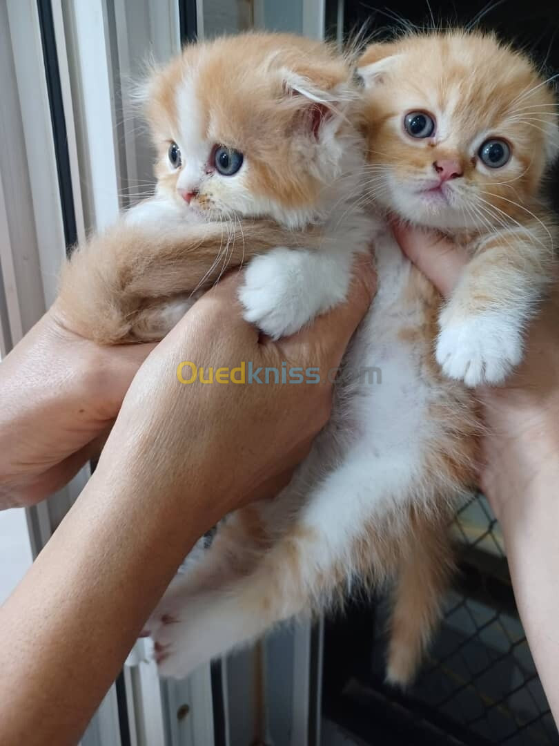 Chat Persan & Scottish fold