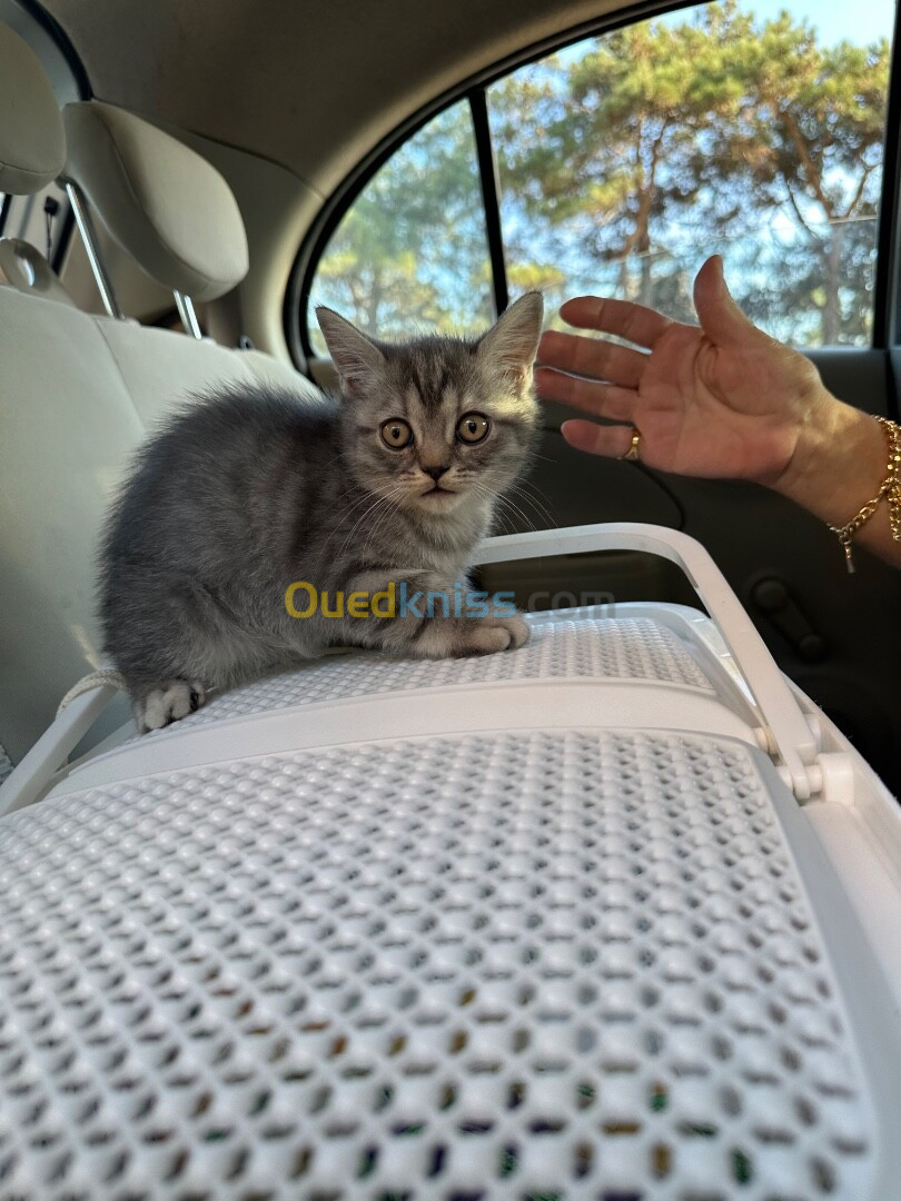 Chat British shorthair 