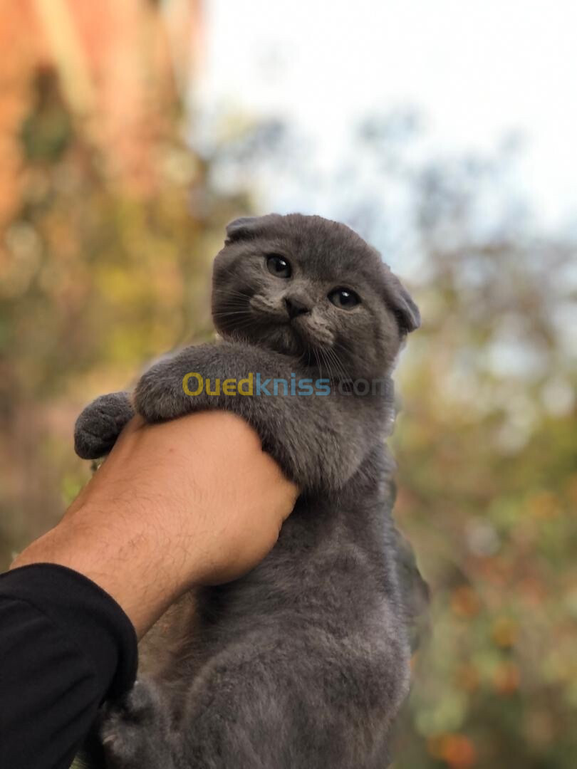 Chat scottish fold