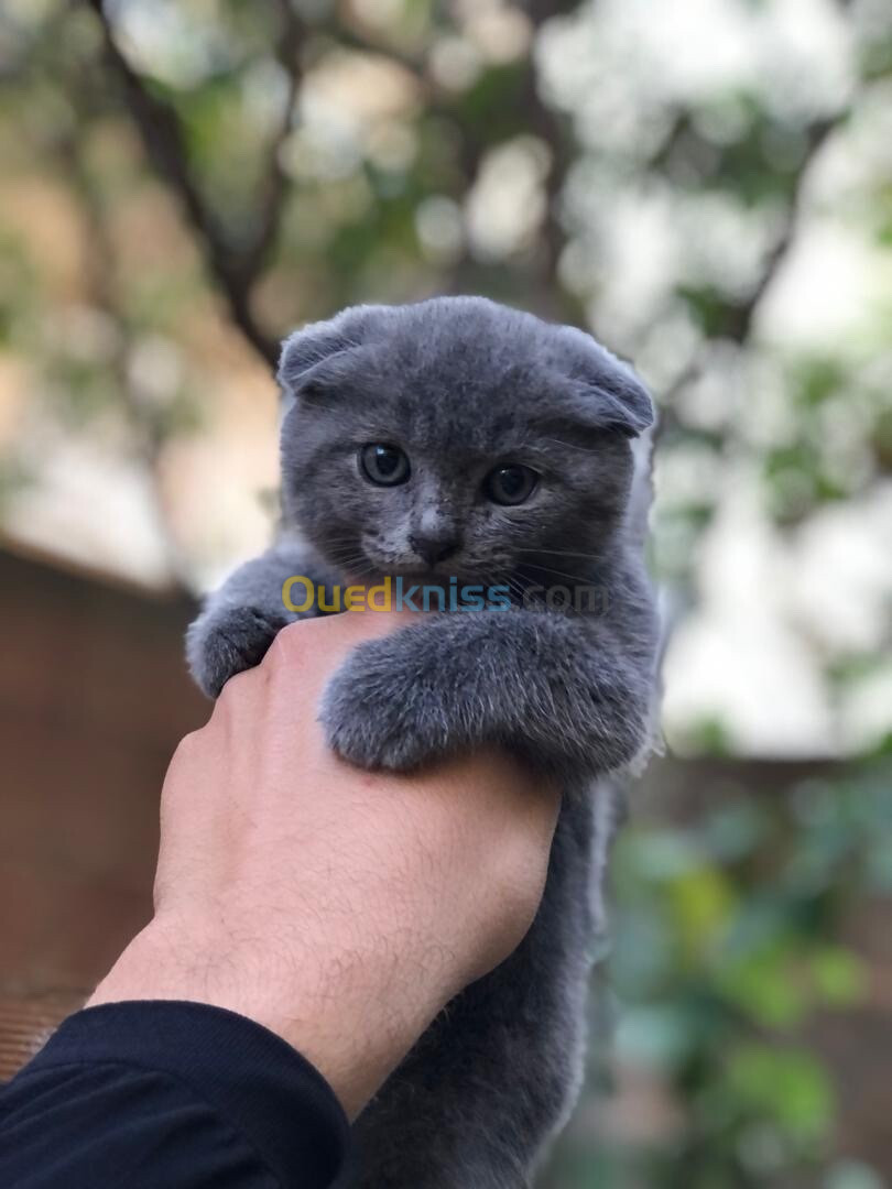 Chat scottish fold