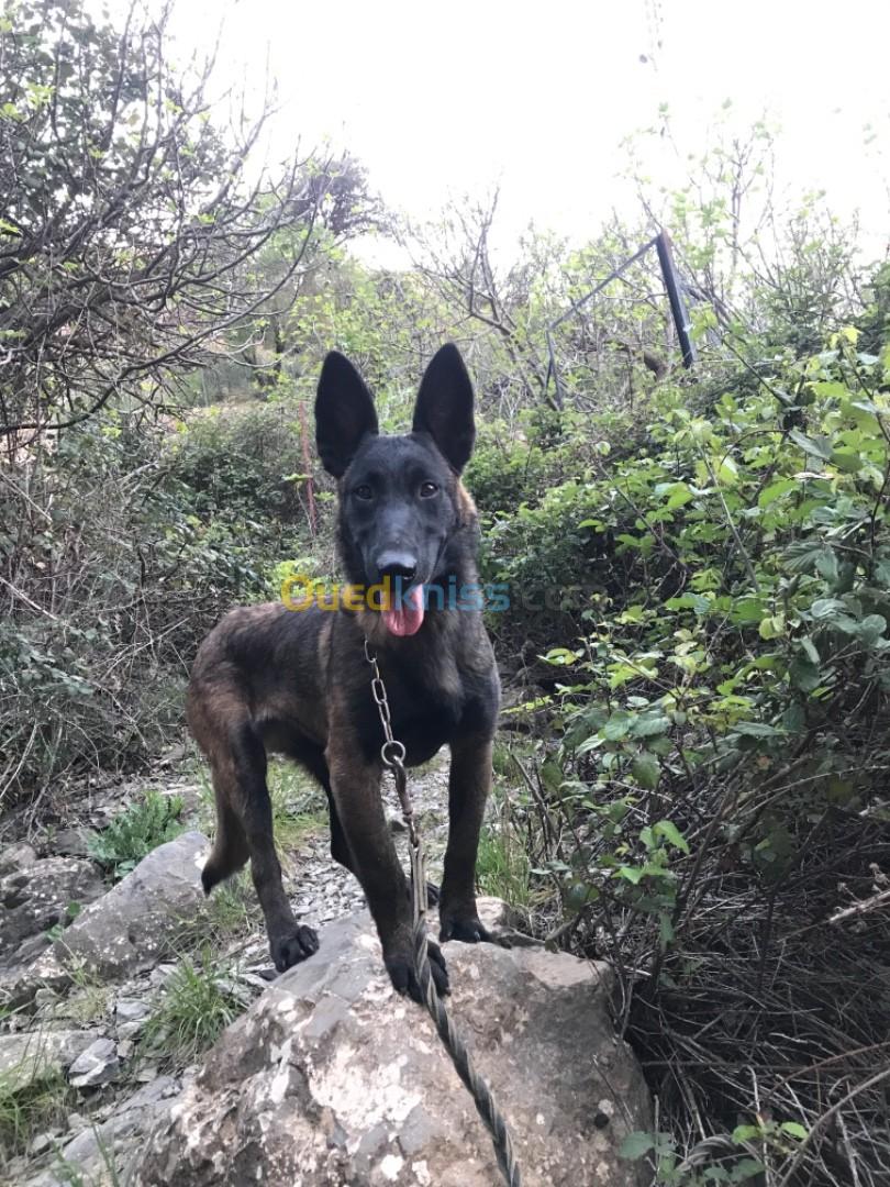 Malinois charbonnier 