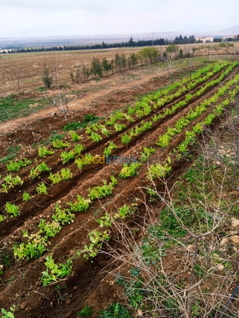 Vente Terrain Agricole Tiaret Frenda