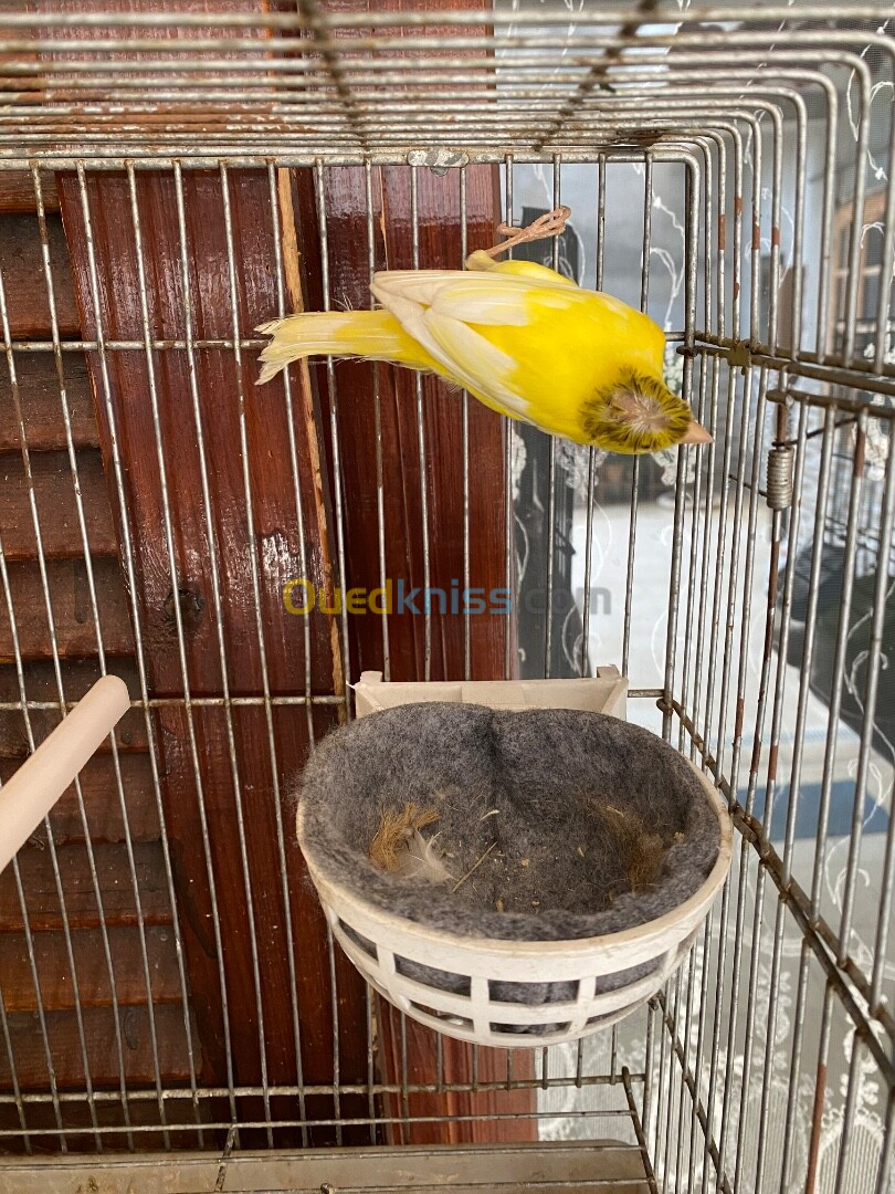 2 Femelles canari gloster wajdin