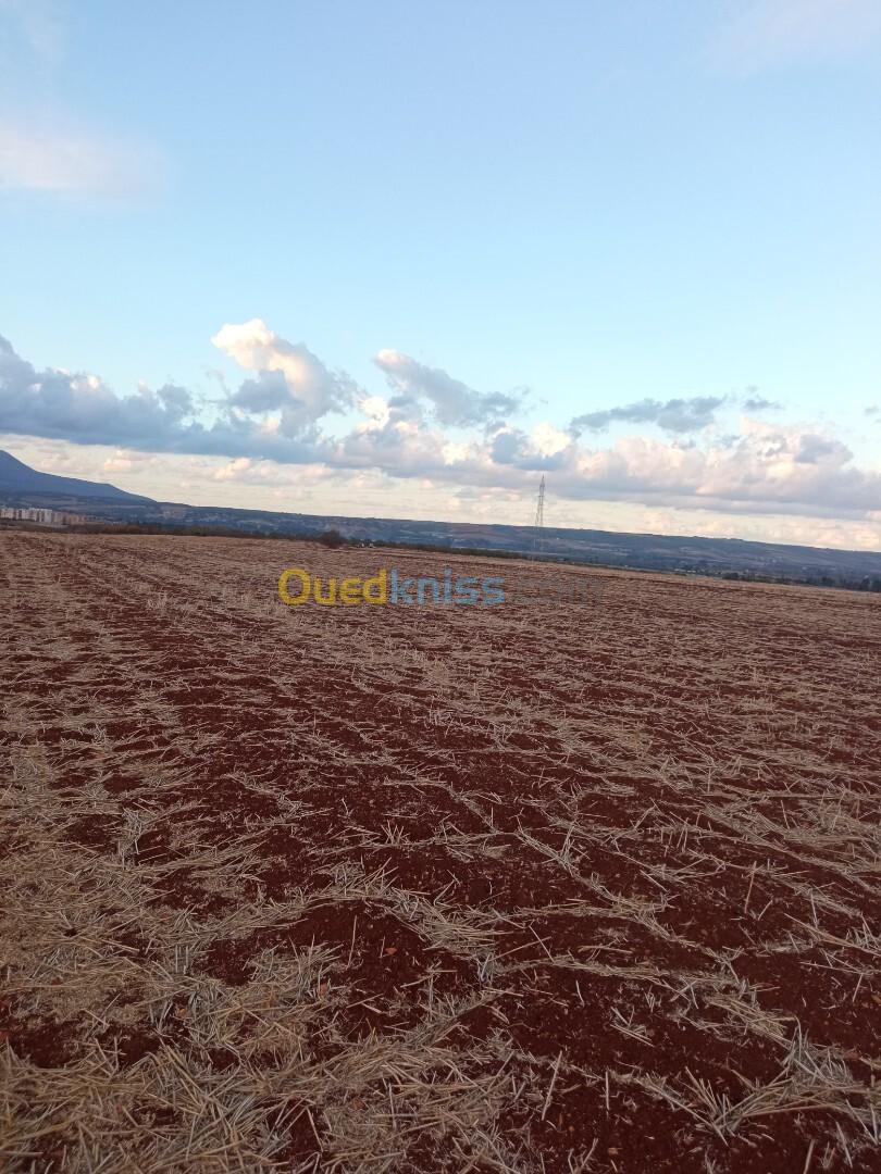 Vente Terrain Agricole Tipaza Hadjout