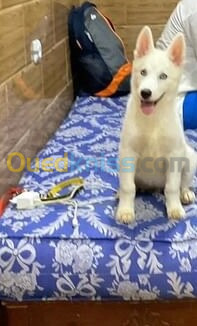 Chiot femelle husky Samoyed (Russe) 