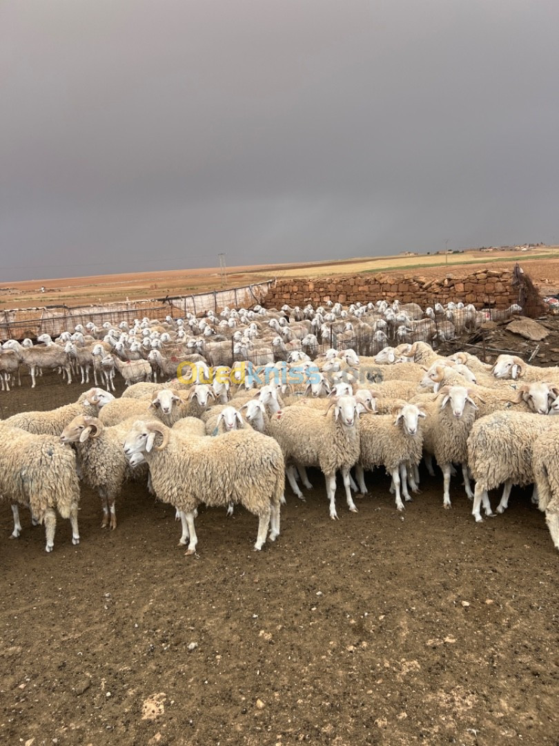 Mouton كباش العيد أضاحي 