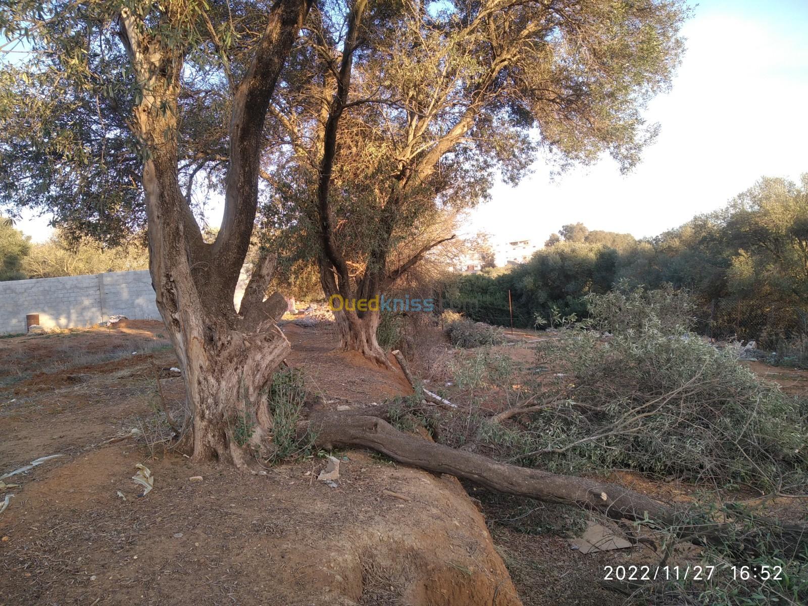 Abattages des arbres et bucheronnage 