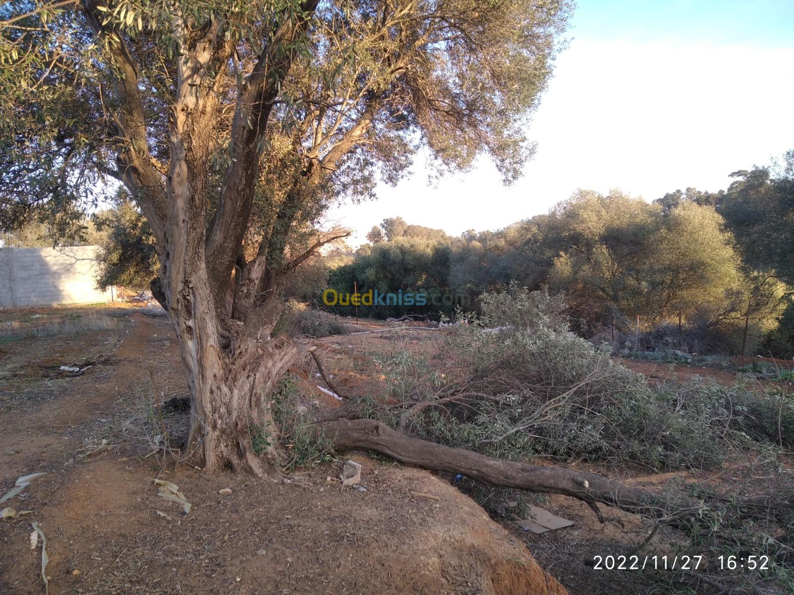 Abattages des arbres et bucheronnage 